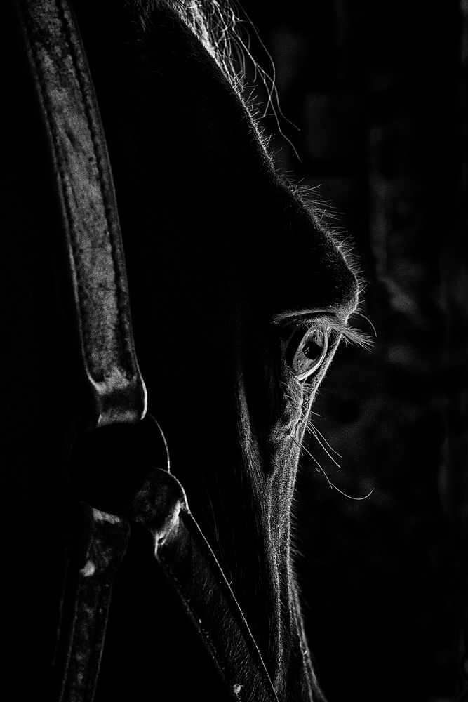Horse eye, dark background. Free public domain CC0 photo.