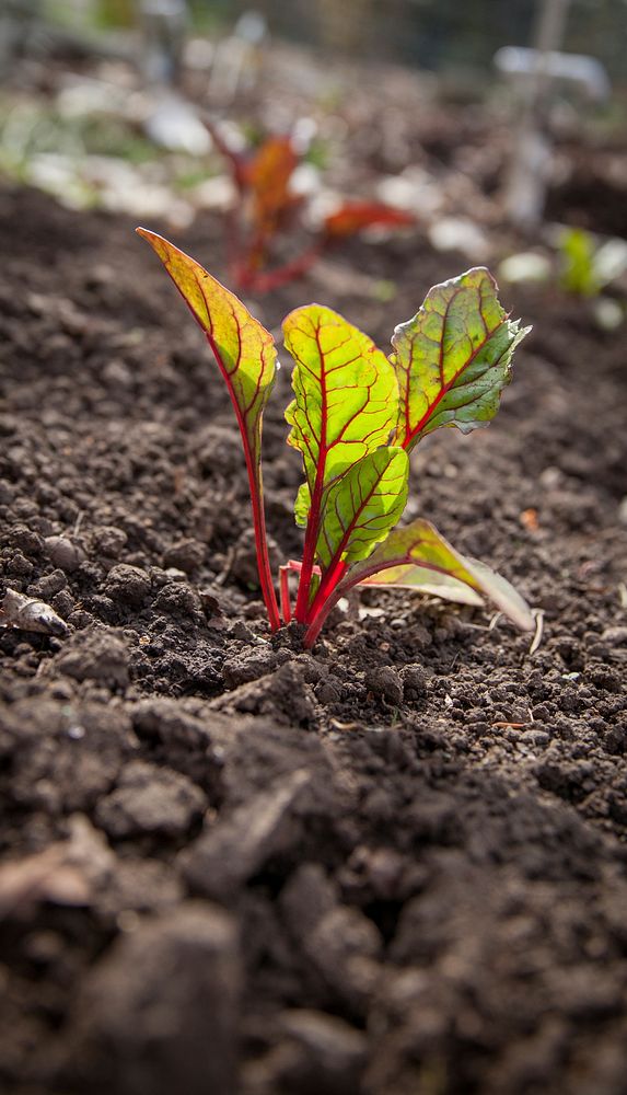 Plant in soil, gardening photo. Free public domain CC0 image.