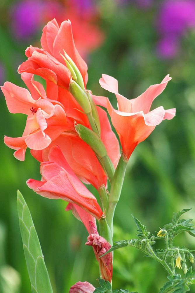 Red gladiolus flower. Free public domain CC0 image.