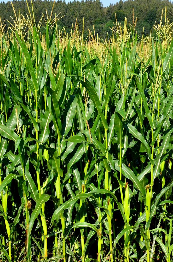 Corn field. Free public domain CC0 image.