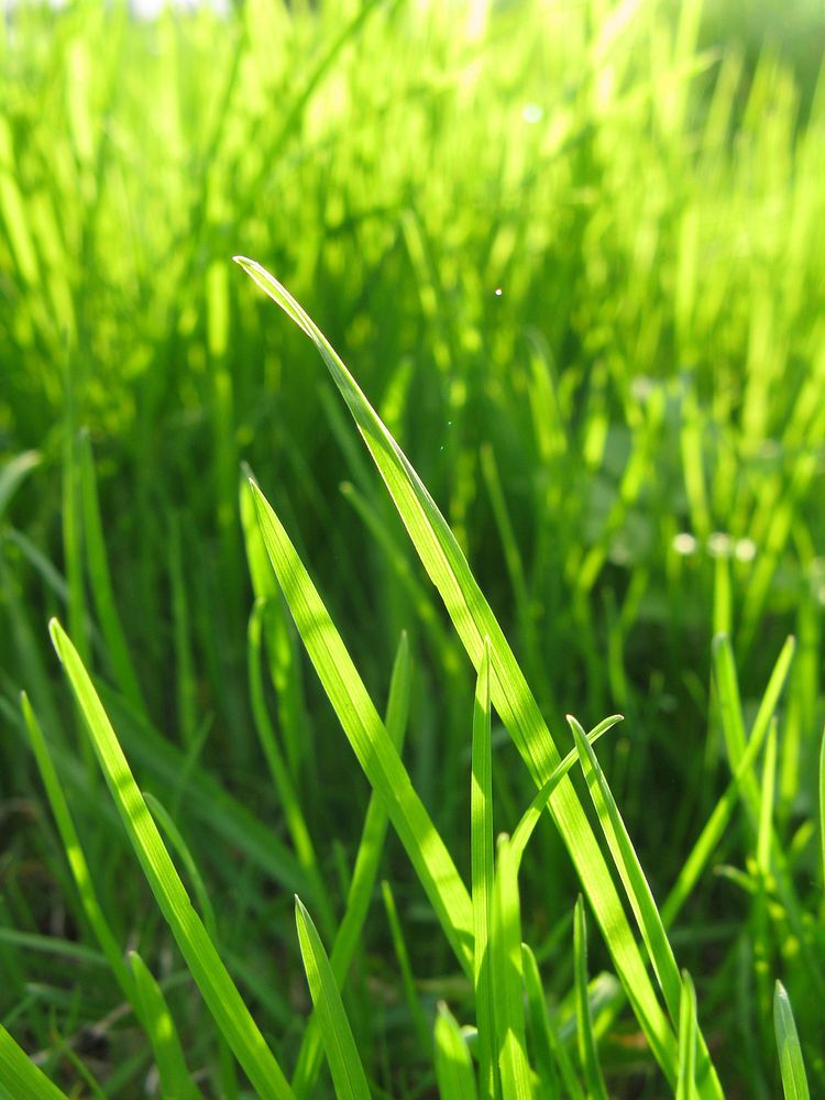 Green grass. Free public domain CC0 image