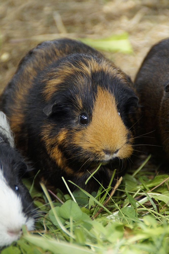 Brown guinea pig, cute pet. Free public domain CC0 image.