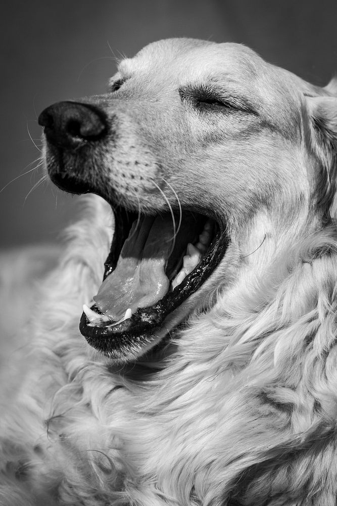 Dog yawns in black and white image. Free public domain CC0 photo.