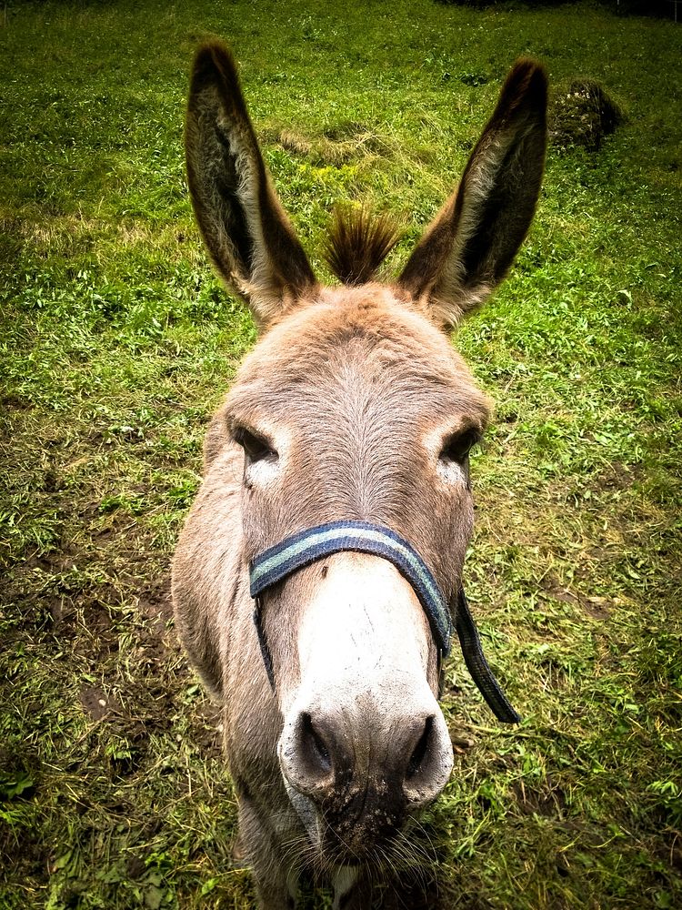 Donkey photo. Free public domain CC0 image.