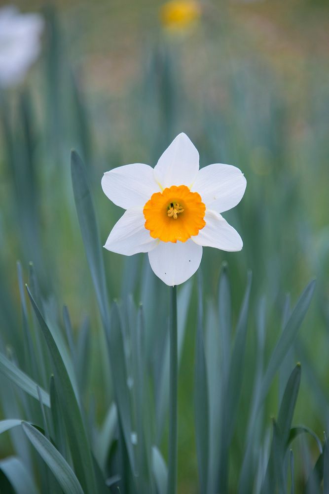 White daffodil background. Free public domain CC0 image.