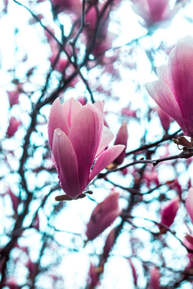 Free magnolia image, public domain flower CC0 photo.