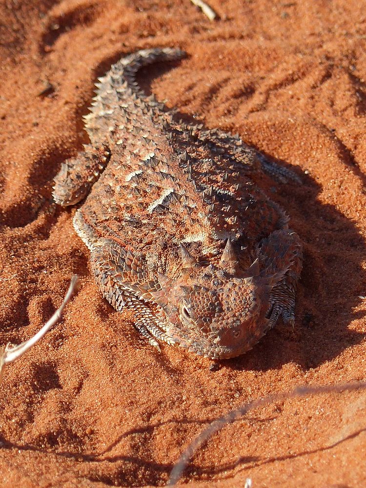 Desert horned lizard. Free public domain CC0 image.