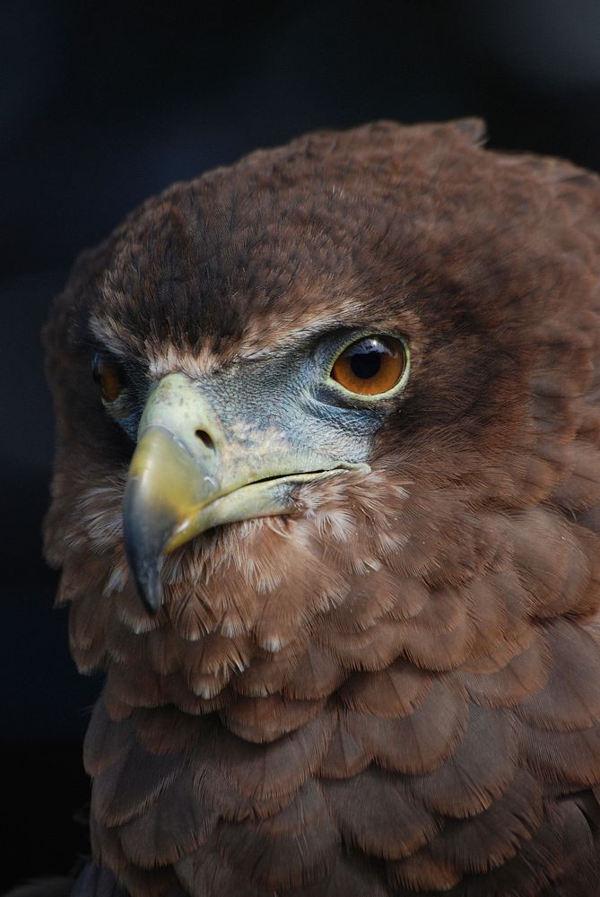Eagle, bird of prey photography. Free public domain CC0 image.