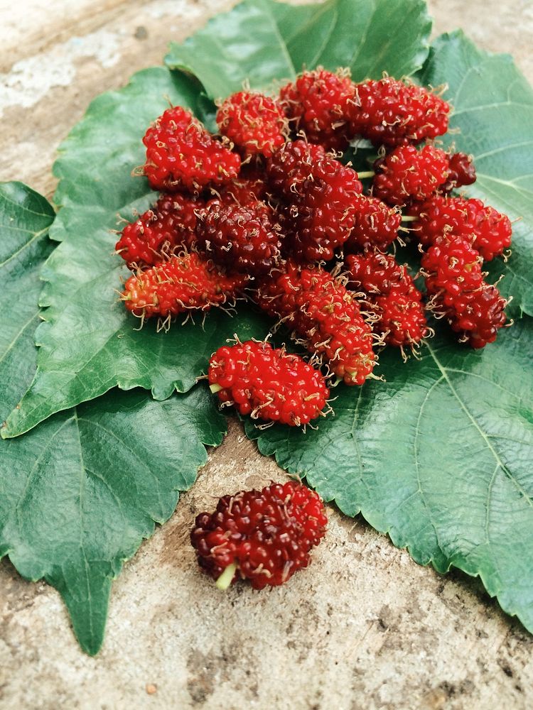 Free mulberry image, public domain fruit CC0 photo.
