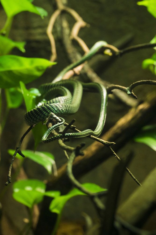 Free green snake photo, public domain wildlife CC0 image.