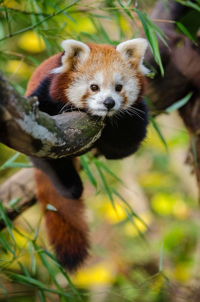 Red panda on a branch, free public domain CC0 photo