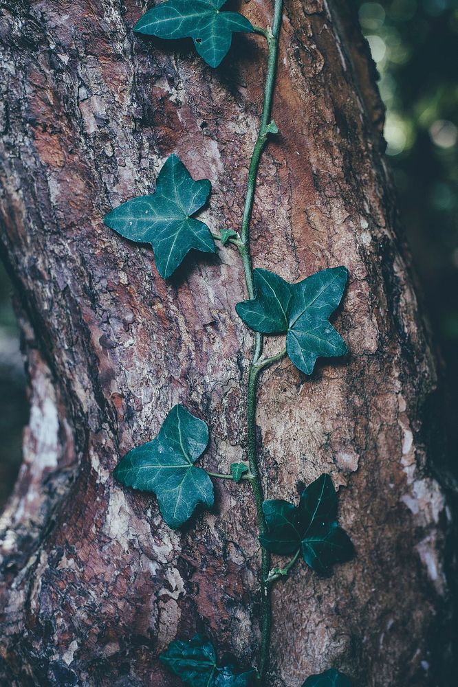 Free close up green leaf on the tree image, public domain CC0 photo.