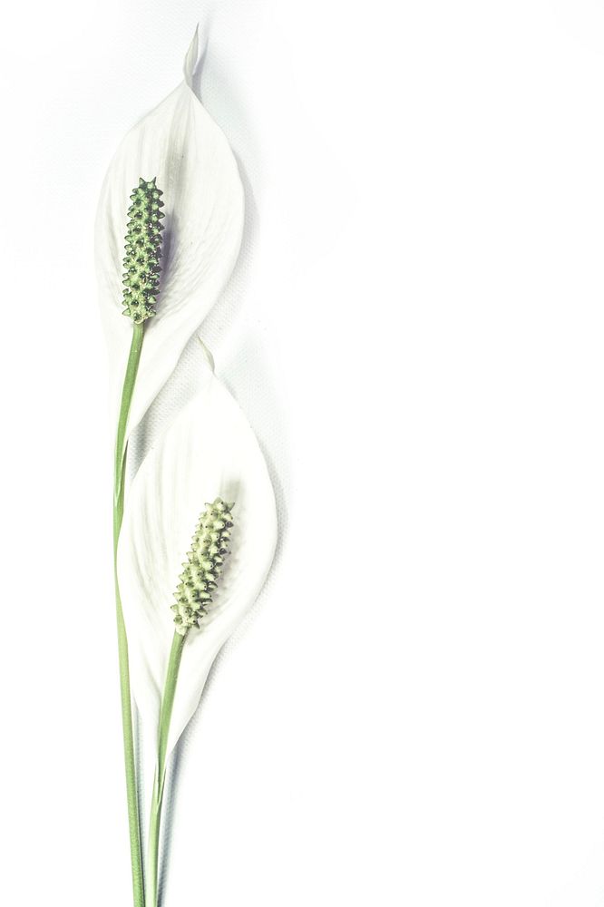 Free peace lily image, public domain flower CC0 photo.