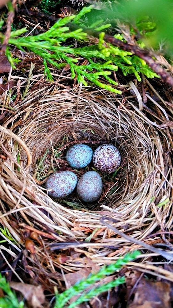 Eggs in birds nest, animal photography. Free public domain CC0 image.