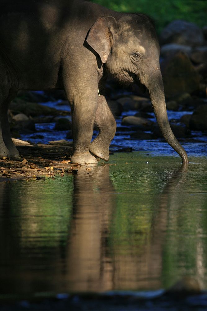 Elephant at watering hole. Free public domain CC0 photo.