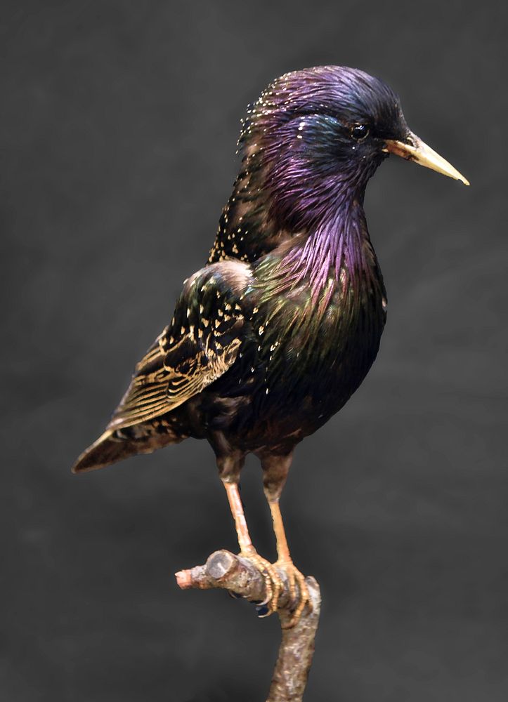 Starling, bird photography. Free public domain CC0 image.