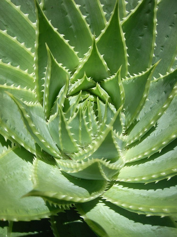 Aloe macro shot background. Free public domain CC0 image.