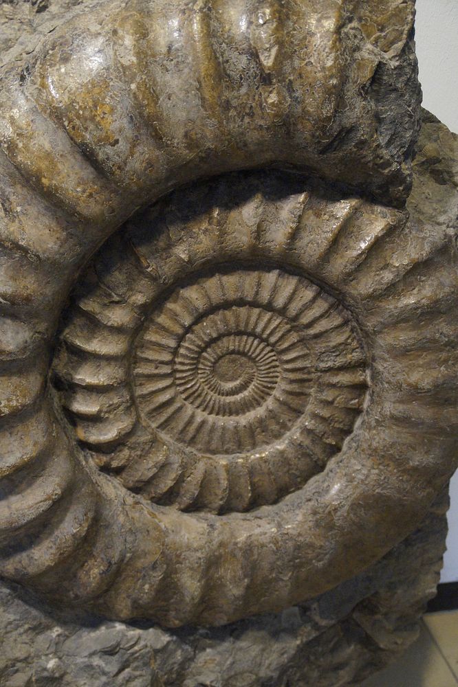 Snail shell fossil closeup. Free public domain CC0 image.
