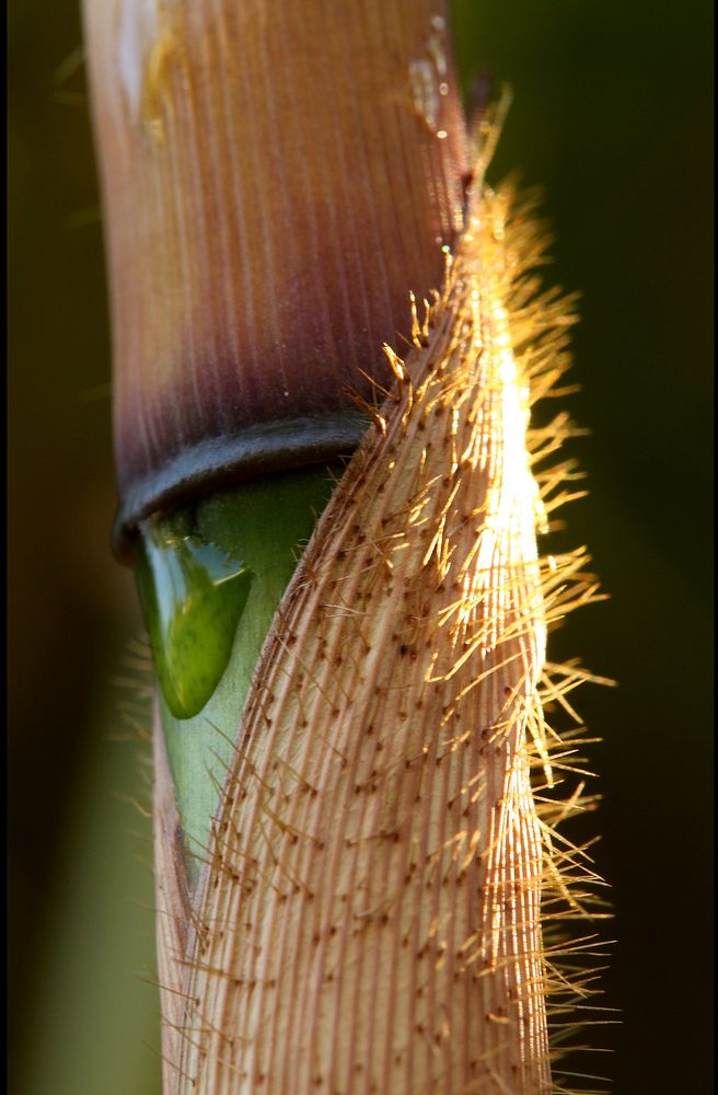 Bamboo tree. Free public domain CC0 photo