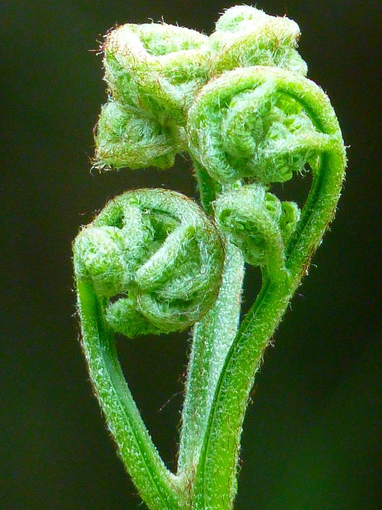 Fiddlehead fern. Free public domain CC0 photo.