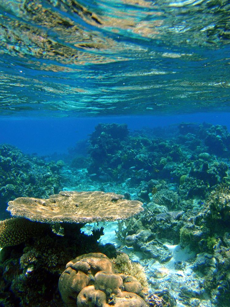 Tropical coral reef in Fiji. Free public domain CC0 photo.