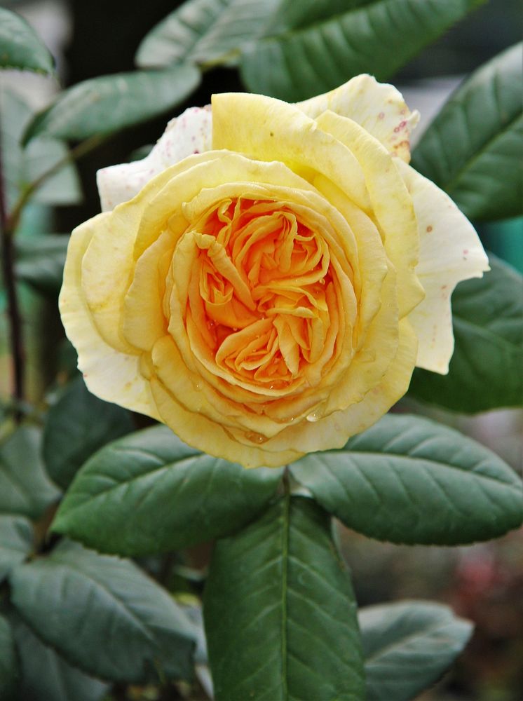 Yellow rose. Free public domain CC0 photo.