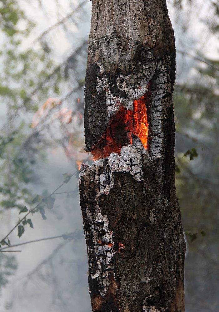 Firewood burning. Free public domain CC0 image.