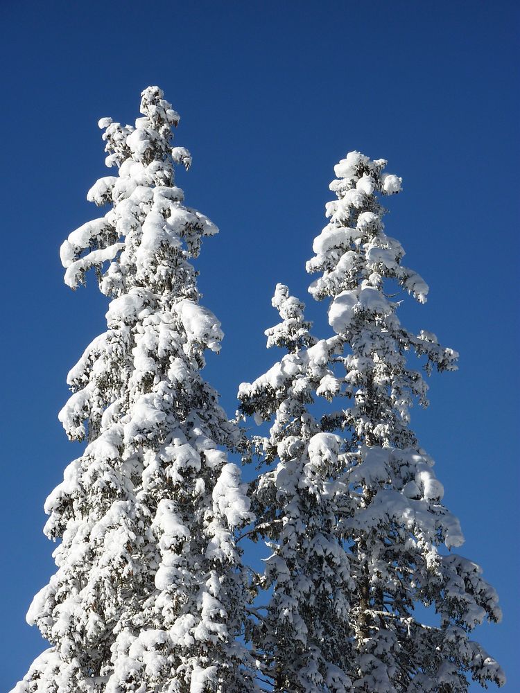 Snow covered trees. Free public domain CC0 photo.