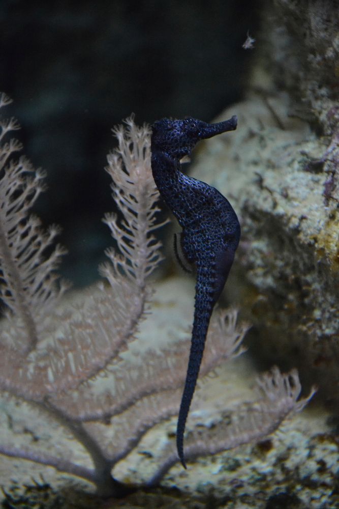 Dark blue seahorse close up. Free public domain CC0 photo.