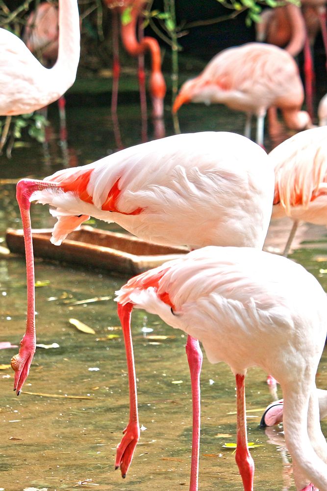 Flamingo. Free public domain CC0 photo.