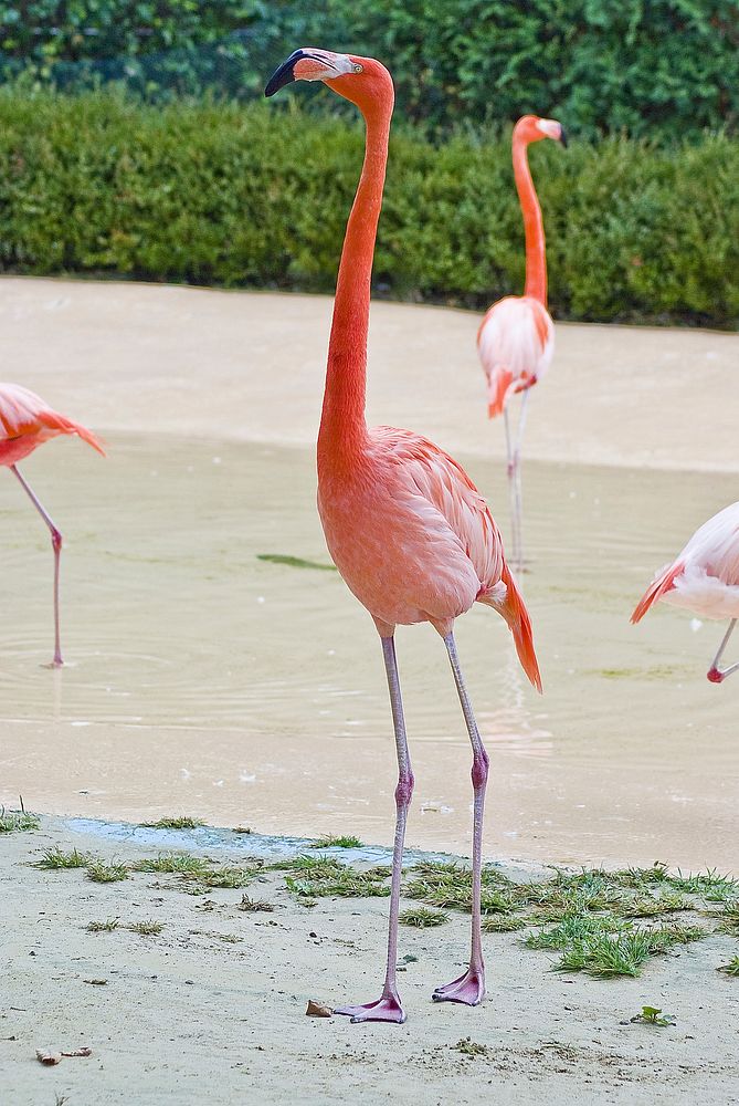 Flamingo standing on sand. Free public domain CC0 photo.
