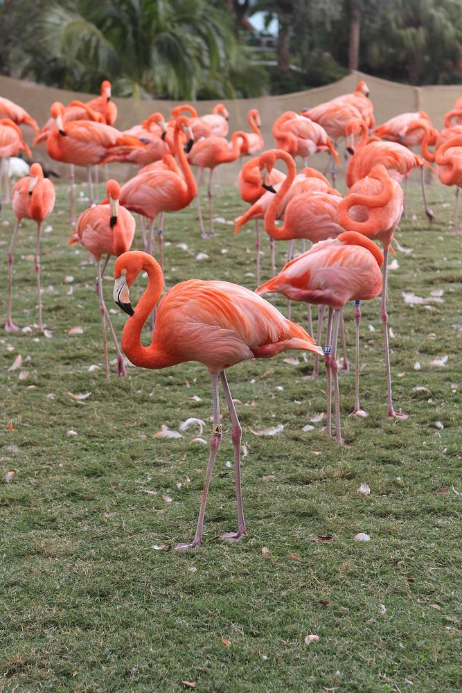Flamingo group on grass field. Free public domain CC0 photo.