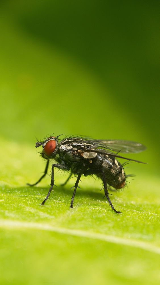 Close up fly on leaf. Free public domain CC0 photo.