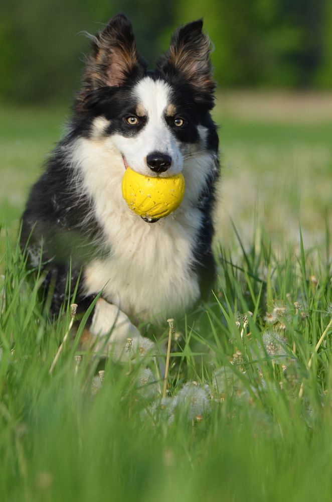 Black & white dog holding yellow ball running on grass. Free public domain CC0 photo.
