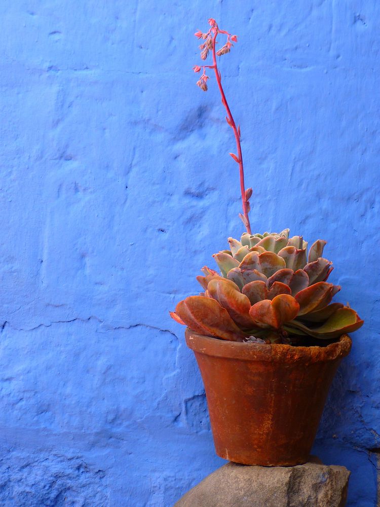 Flowerpot plant on blue background. Free public domain CC0 photo.