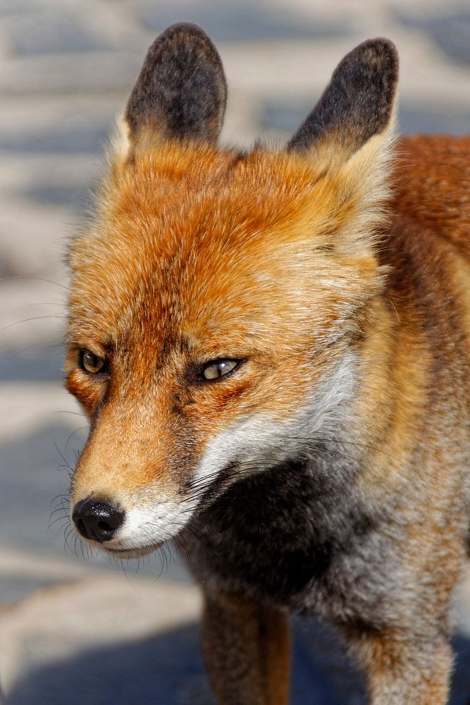 Red fox, wild animal background. Free public domain CC0 photo.