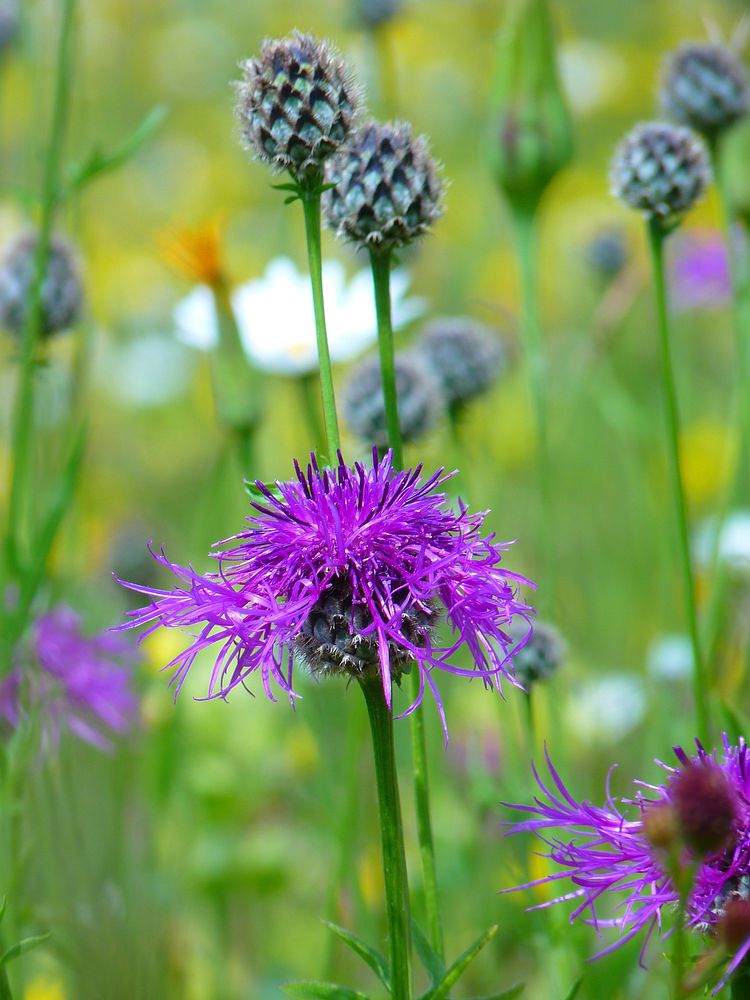 Pink thistle background. Free public domain CC0 photo.