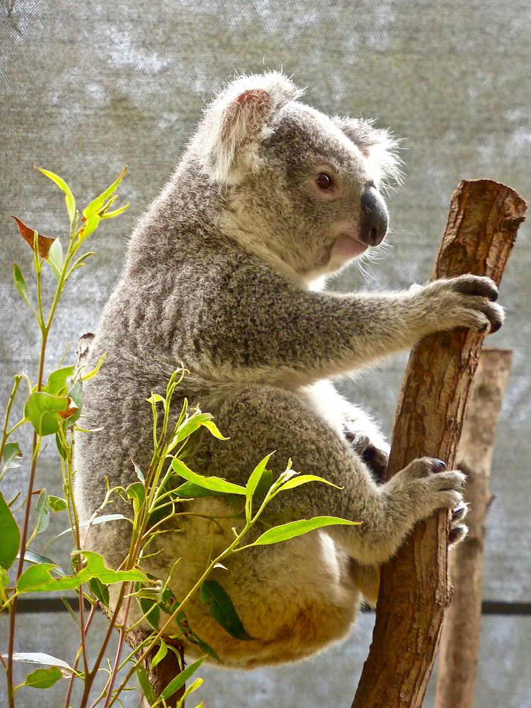 Cute koala bear, Australian animal. Free public domain CC0 photo.