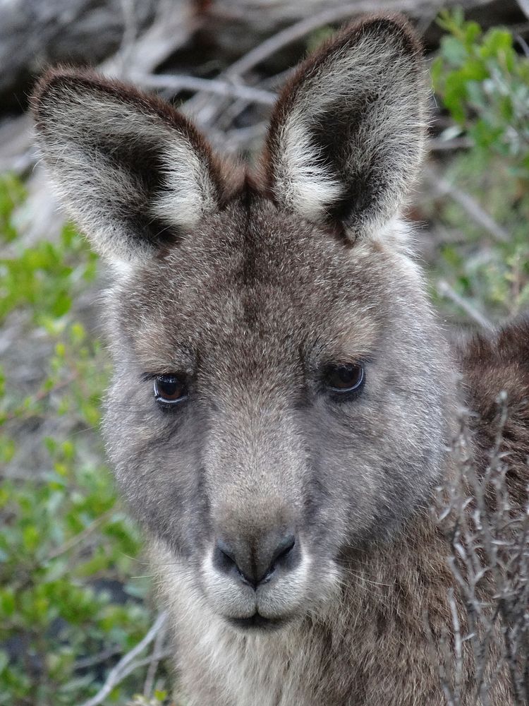 Kangaroo, Australian animal image. Free public domain CC0 photo.