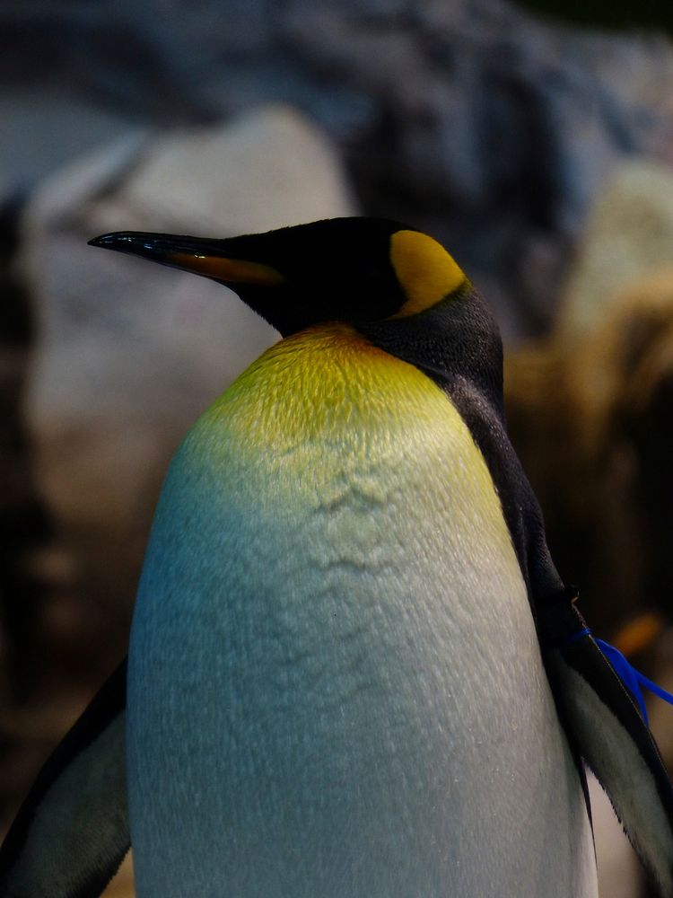 Standing king penguin close up. Free public domain CC0 photo.