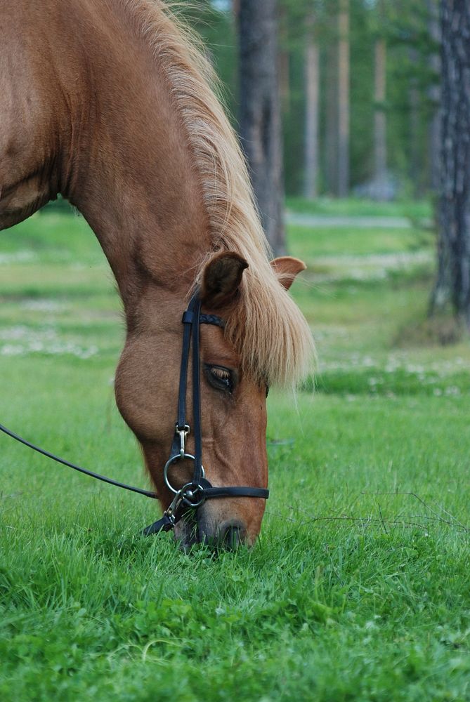 Pony eating grass. Free public domain CC0 photo.