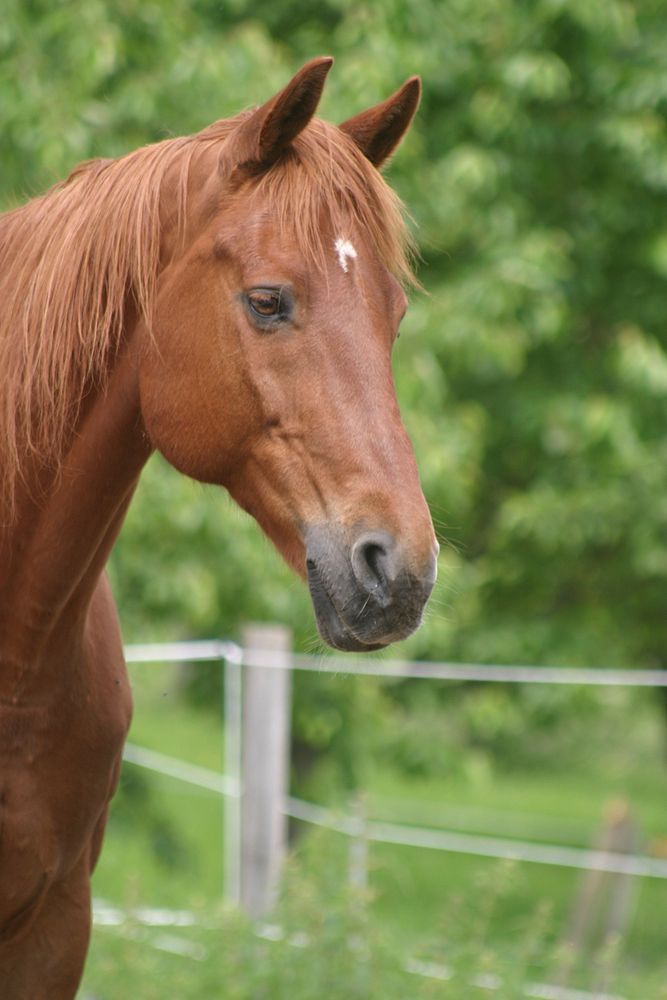 Chestnut brown horse image. Free public domain CC0 photo.