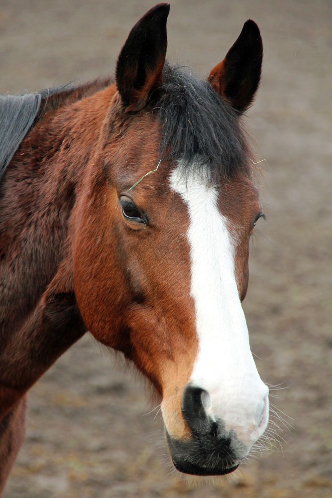 Warmblood horse, animal photography. Free public domain CC0 image.