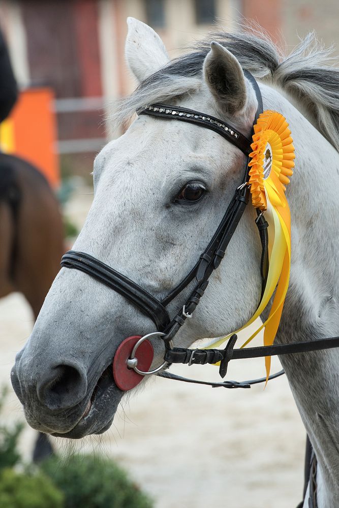 Horse with yellow ribbon. Free public domain CC0 photo.