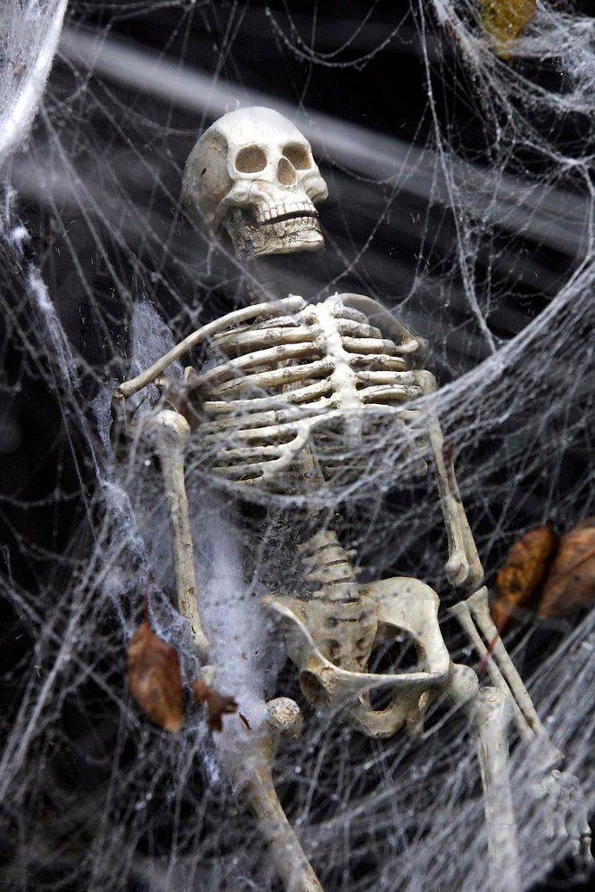 Closeup on Halloween human skeleton decoration. Free public domain CC0 image.
