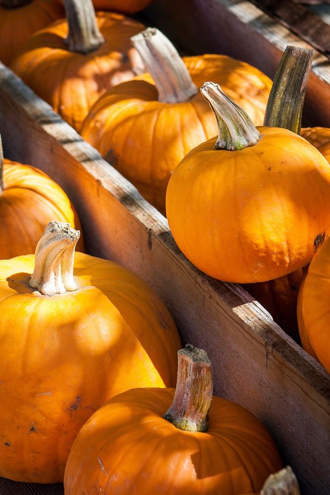 Closeup on many pumpkins. Free public domain CC0 photo.