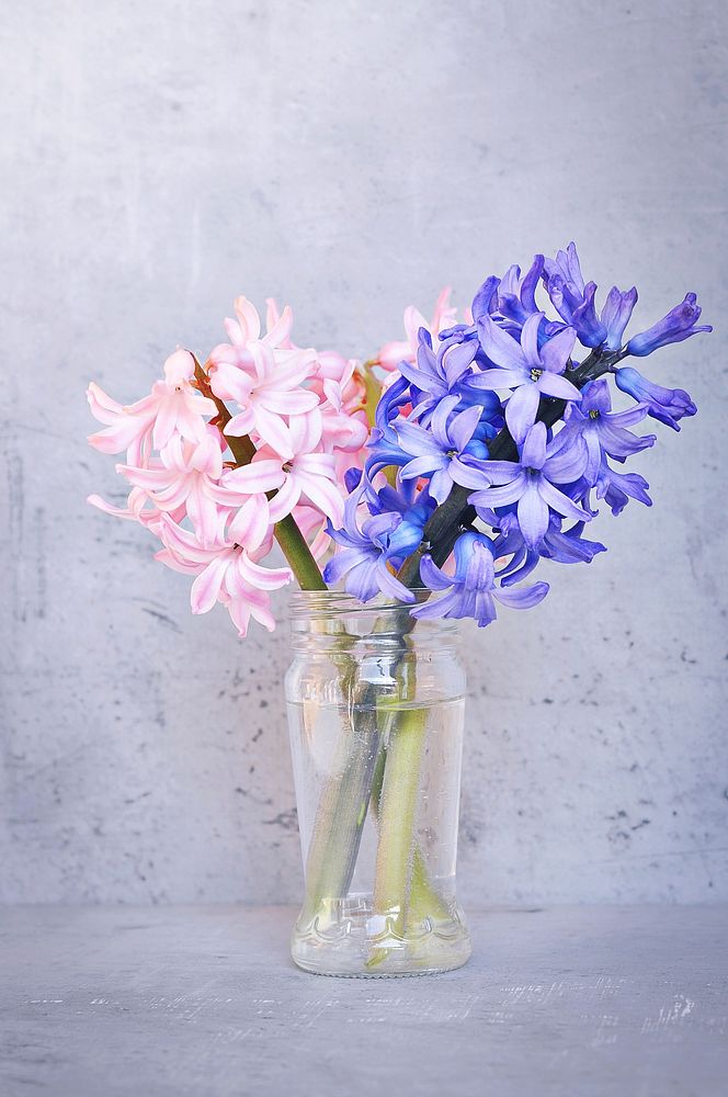 Pink and purple hyacinths in vase. Free public domain CC0 photo.