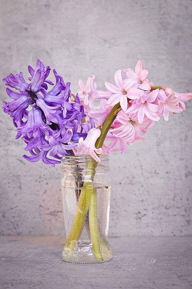 Pink and purple hyacinths in vase. Free public domain CC0 photo.