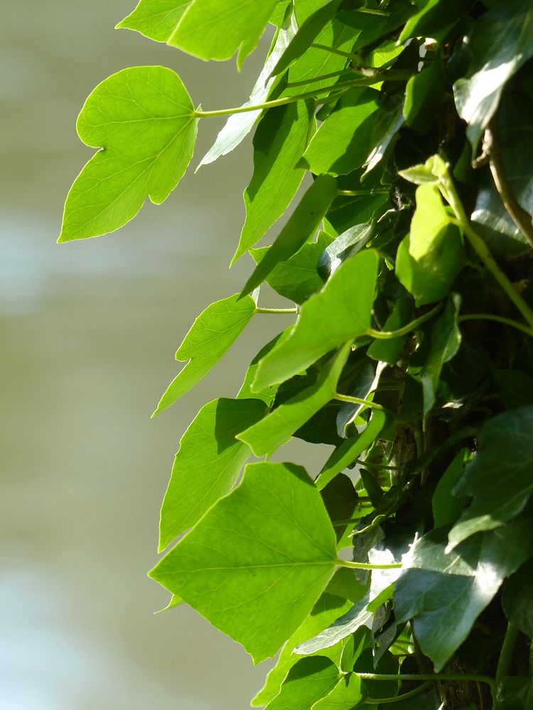 Ivy leaf. Free public domain CC0 image.