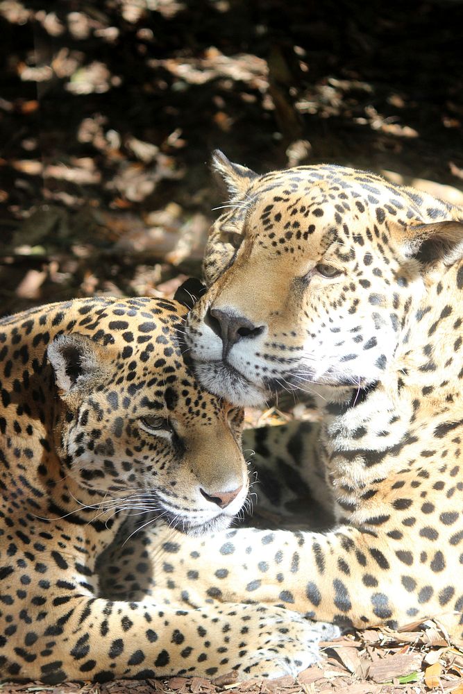 Leopard's mother and kid image. Free public domain CC0 photo.